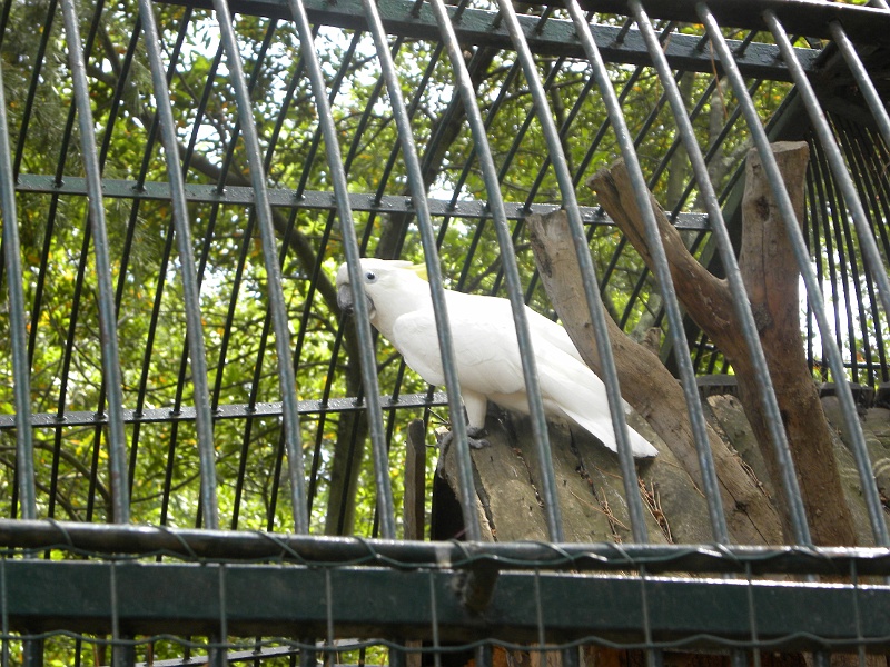 istria2009 406.jpg - Brijuni - Koki- papuga doskonale gadająca z widzami, zwłaszcza na temat Tito
